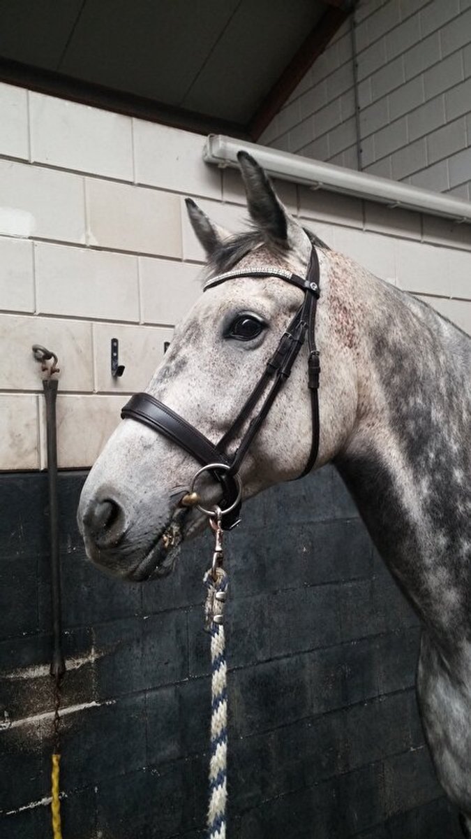 Premiera Milano Bruin Hoofdstel met Anatomisch Kopstuk en Wit Onderlegde Lakneusriem - Pony