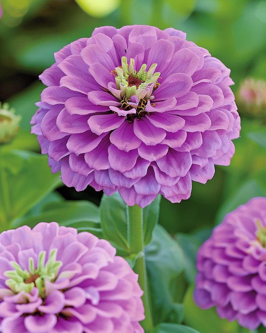 2 sets - Zinnia Lavendel Zaden Zinnia Elegans Eenjarig Snijbloem