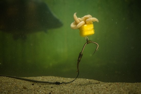 Corn Maggot Clip Pole Position van Merkloos — afbeelding 5
