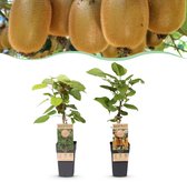 Green boutiQ - Fruitplant - Actinidia Weiki & Hayward - Kiwiplant - 1 Mannelijke - 1 Vrouwelijke - Planten - Groen - Pot 15cm - Hoogte 50cm