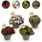 Green boutiQ - Bodembedekker - Winterhard -Sempervivum Big Sam - 8 Planten - Diversen kleuren - Weinig Onderhoud - Pot 14cm Hoogte 17cm
