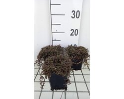 6x Speeldenkussenplant - Leptinella squalida 'Platt's Black' | 9x9 cm pot
