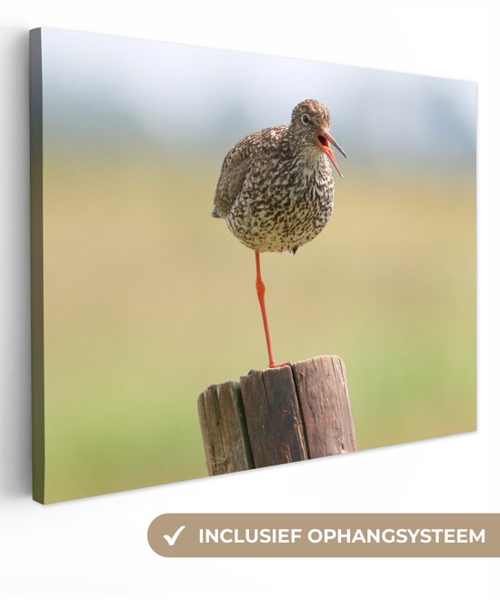 Redshank debout sur une jambe Toile 160x120 cm - Tirage photo sur toile (Décoration murale salon / chambre) XXL / Groot format!