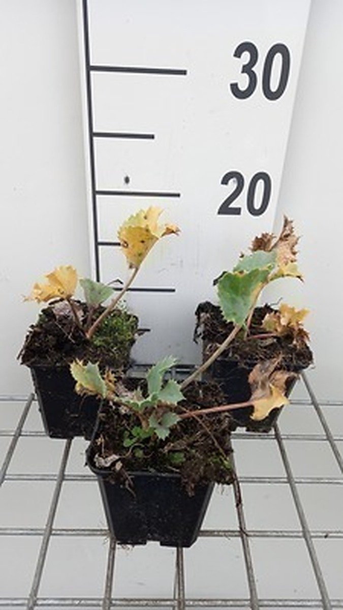 6x Kruisdistel - Eryngium maritimum | 9x9 cm pot
