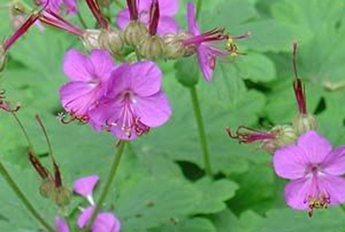 6x Ooievaarsbek - Geranium macrorrhizum | 9x9 cm pot