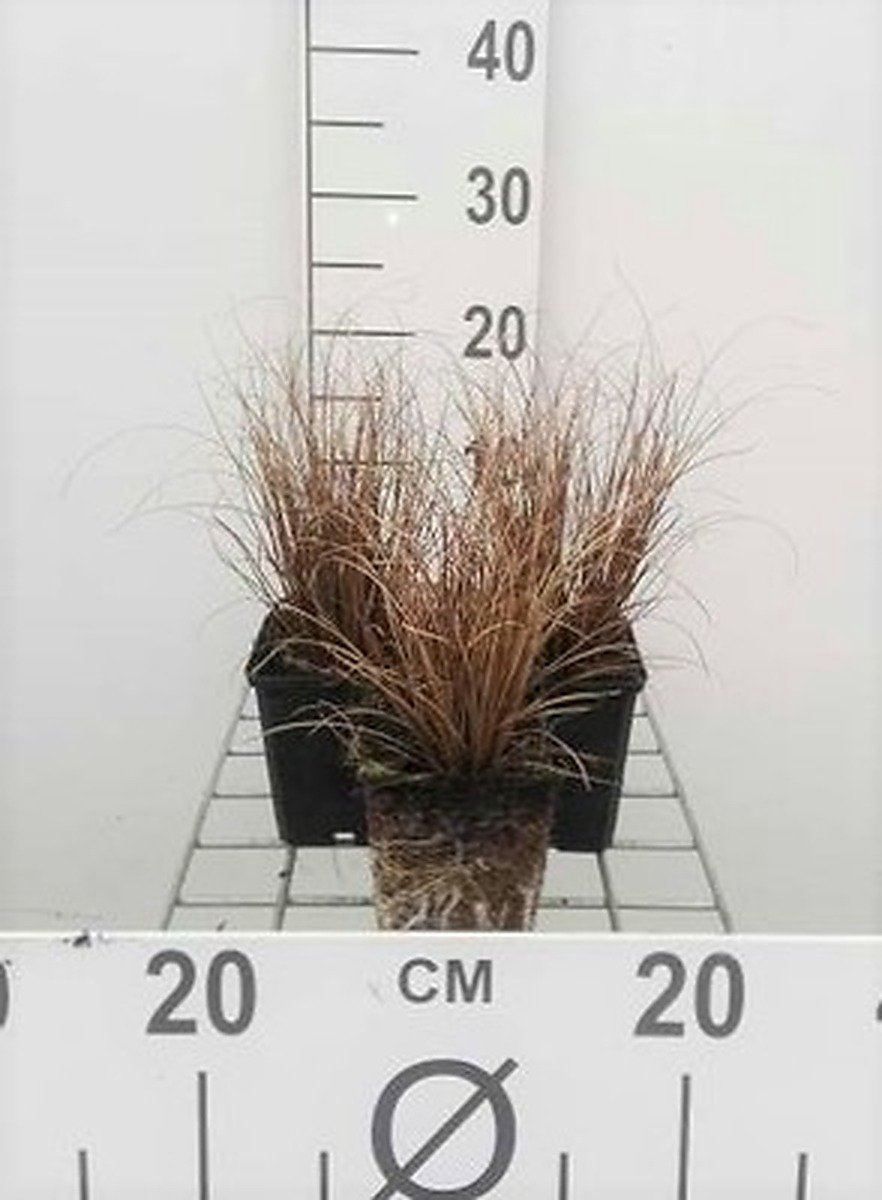 6x Zegge - Carex comans 'Bronze Form' | 9x9 cm pot