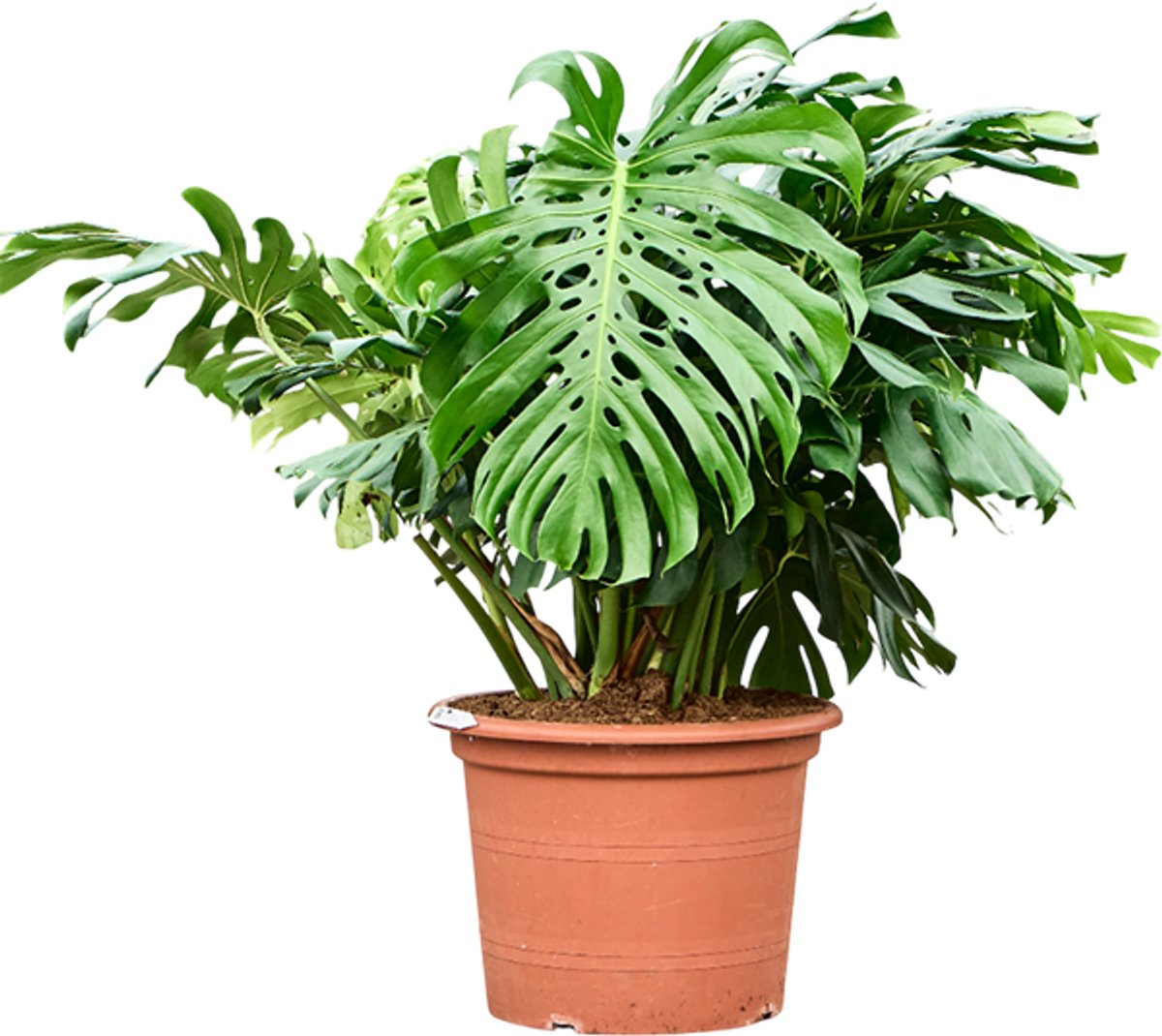 Monstera deliciosa | Gatenplant