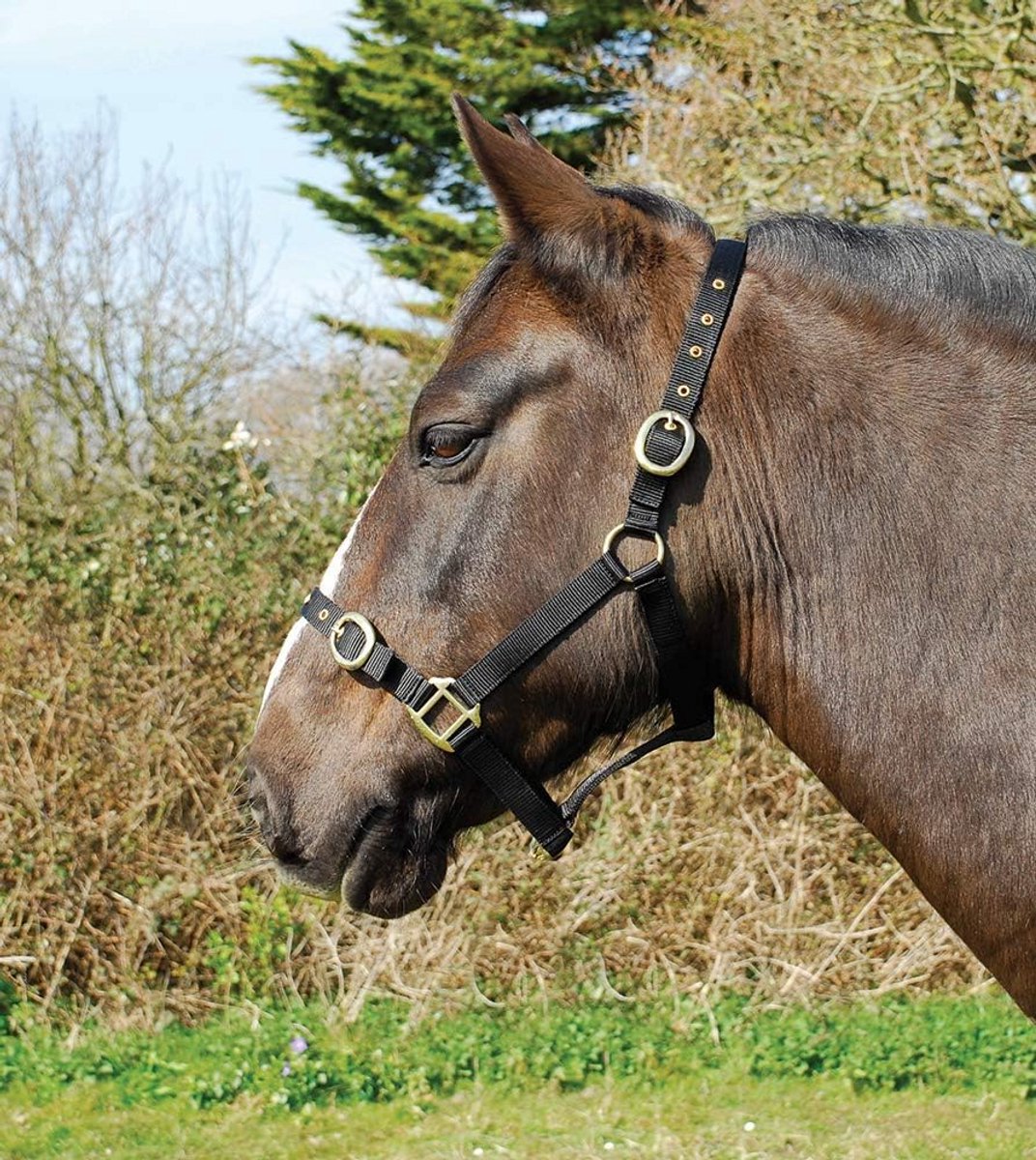 Stevig Nylon Halster voor Pony - Verstelbaar en Duurzaam Zwart Hoofdstel