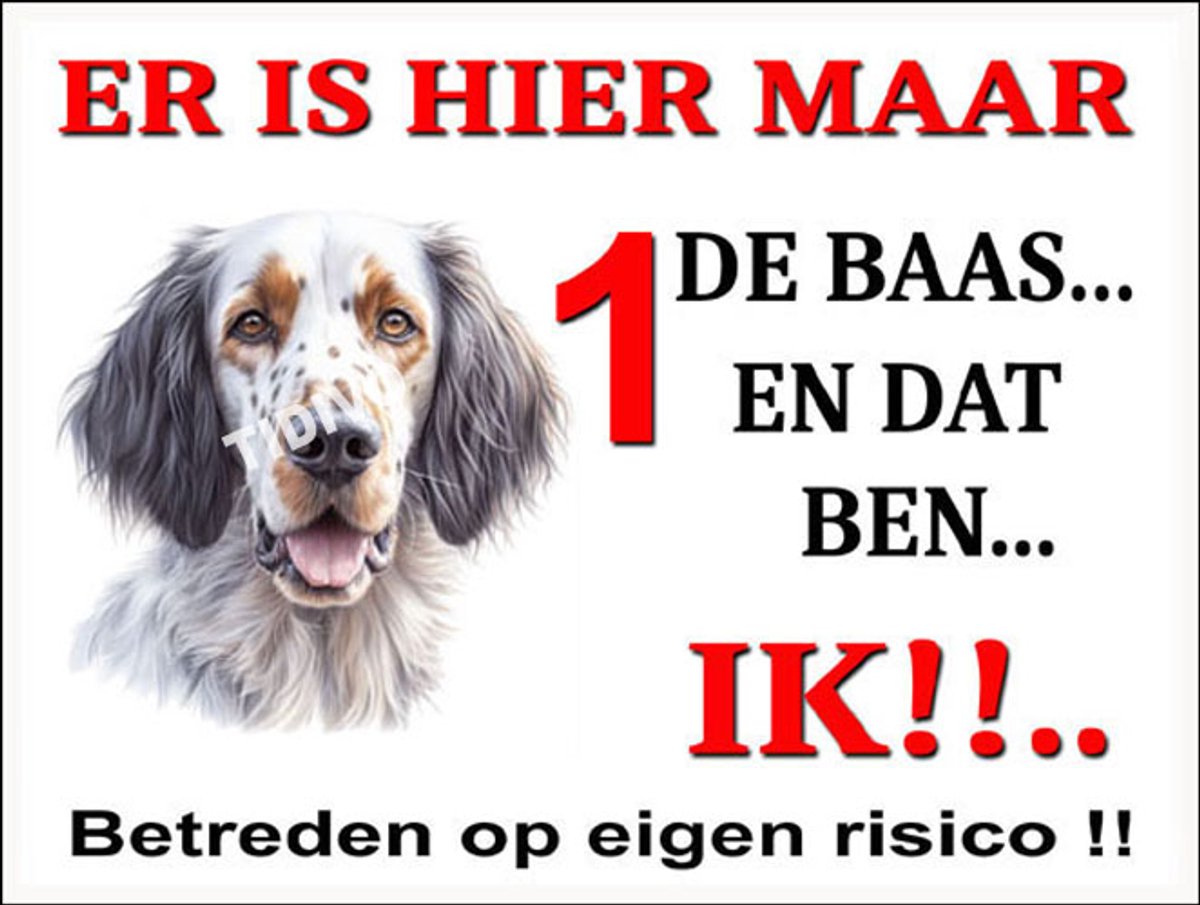 Engelse Setter 26