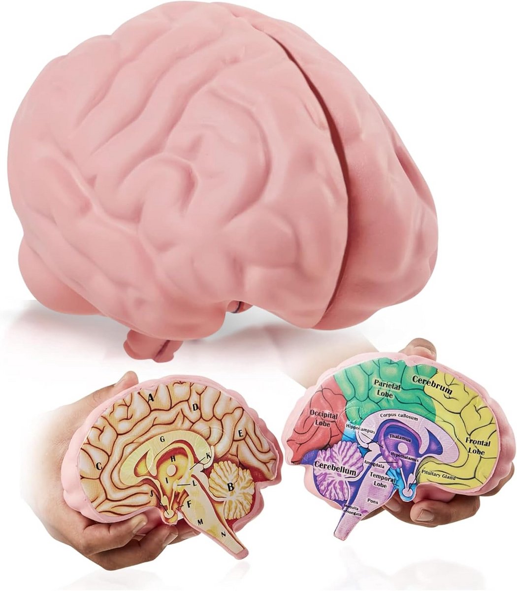 Anatomisch Hersenen Model uit Doorsnede voor Studie en Onderwijs