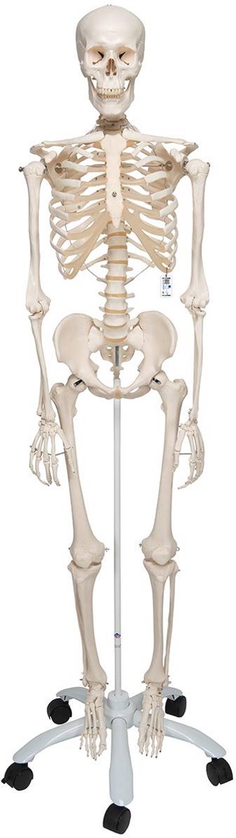 Menselijk skeletmodel met gratis anatomiesoftware voor anatomisch onderwijs