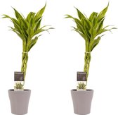 Kamerplanten van Botanicly – 2 × Drakenboom incl. taupe sierpot als set – Hoogte: 45 cm – Dracaena Sandriana