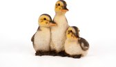 drie rustende eendjes