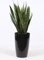 Kamerplant van Botanicly – Vrouwentongen in zwart plastic pot 'Santorini' als set – Hoogte: 100 cm – Sansevieria Zeylanica