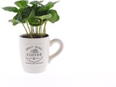 Kamerplant van Botanicly – Koffieplant incl. sierpot wit als set – Hoogte: 20 cm – Coffea Arabica