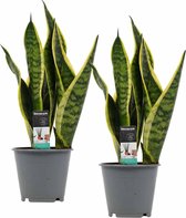 Kamerplanten van Botanicly – 2 × Vrouwentongen – Hoogte: 35 cm – Sansevieria trif. Superba