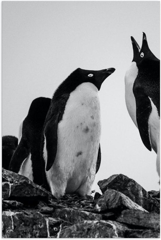 Poster – Twee Komische Pinguïns (zwart/wit) - 40x60cm Foto op Posterpapier