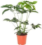 SIMPLYBLOOM.EU - Philodendron Green Wonder