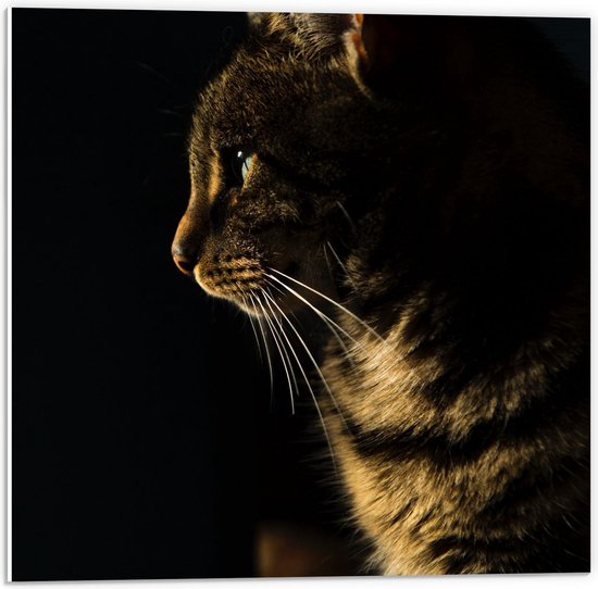 Forex - Bruin / Grijze Kat met Zwarte Achtergrond - 50x50cm Foto op Forex
