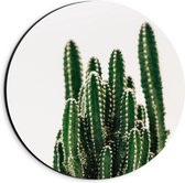 Dibond Wandcirkel - Bovenkant Cactus - 20x20cm Foto op Aluminium Wandcirkel (met ophangsysteem)