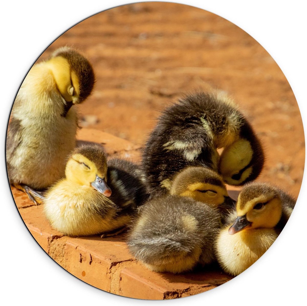 Dibond Wandcirkel - Baby Eendjes op Muurtje - 70x70cm Foto op Aluminium Wandcirkel (met ophangsysteem)