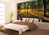 Forest Trees Beam Light Nature Photo Wallcovering