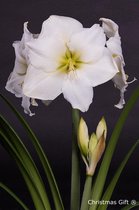 Amaryllis 'White Star' | Hippeastrum per 4 stuks - Bloembol in kwekerspot ⌀12 cm - ↕30 cm