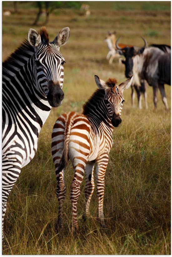 Poster – Mooie Zwarte en Bruine Zebra's - Foto op Posterpapier | bol.com