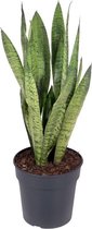 Sansevieria Zeylanica 60 cm