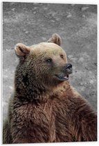 Forex - Verbaasde Grizzly Beer - 60x90cm Foto op Forex