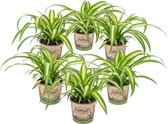 Graslelie | Chlorophytum 'Hawaiian' 6 stuks - PetFriendly - Kamerplant in kwekerspot ⌀12 cm - ↕25 cm