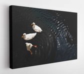 Three cute white duck swimming in a pond  - Modern Art Canvas - Horizontal - 1239543769 - 50*40 Horizontal