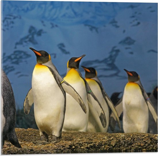 Acrylglas –Pinguïns – 150x100cm (Met Ophangsysteem)