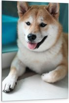 Dibond - Schattige Shiba Hond - 80x120cm Foto op Aluminium (Met Ophangsysteem)