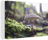 Champignon dans une forêt 120x80 cm - Tirage photo sur toile (Décoration murale salon / chambre) / Peintures Fleurs sur toile