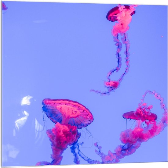 Acrylglas - Roze Kwallen - 100x100cm Foto op Acrylglas (Wanddecoratie op Acrylglas)