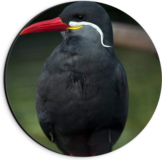 Dibond Wandcirkel - Zwarte Vogel met Rode Pootjes en Snavel - 20x20cm Foto op Aluminium Wandcirkel (met ophangsysteem)