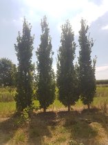 Zuileik - Quercus robur Fastigiata Koster | Omtrek: 18-25 cm | Hoogte: 400 cm