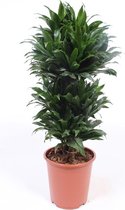 Kamerplant van Botanicly – Drakenboom – Hoogte: 100 cm – Dracaena derem. Compacta