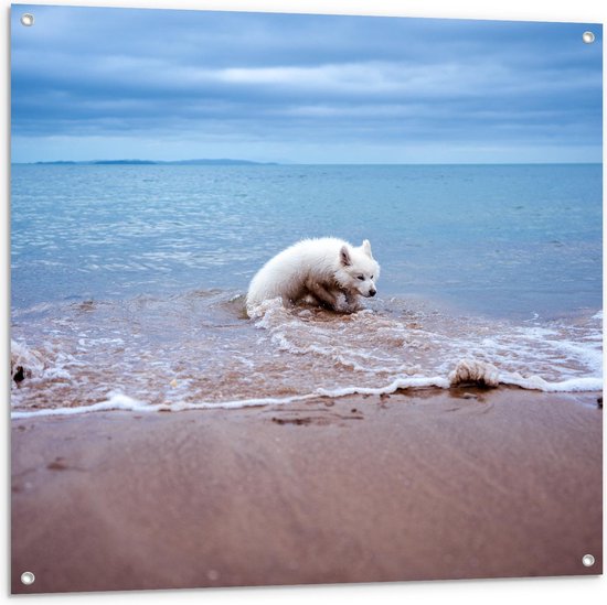 Tuinposter – Witte Hond in de Zee - 100x100cm Foto op Tuinposter  (wanddecoratie voor buiten en binnen)