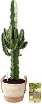 Pokon Powerplanten Euphorbia 70 cm ↕ - Kamerplanten - in Pot (Zeegras Mand) - Cowboy Cactus - met Plantenvoeding / Vochtmeter