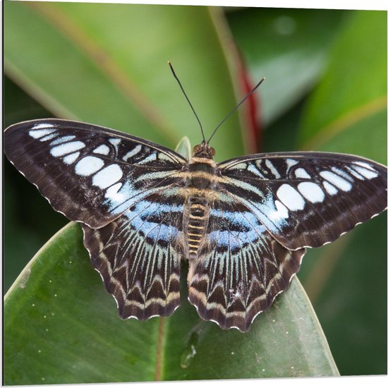 Dibond - Vlinder met Blauw Patroon - 80x80cm Foto op Aluminium (Met Ophangsysteem)