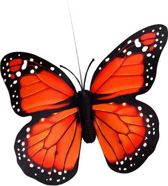 Vlinder Zon Fluttering van Vlinder Zon — afbeelding 5
