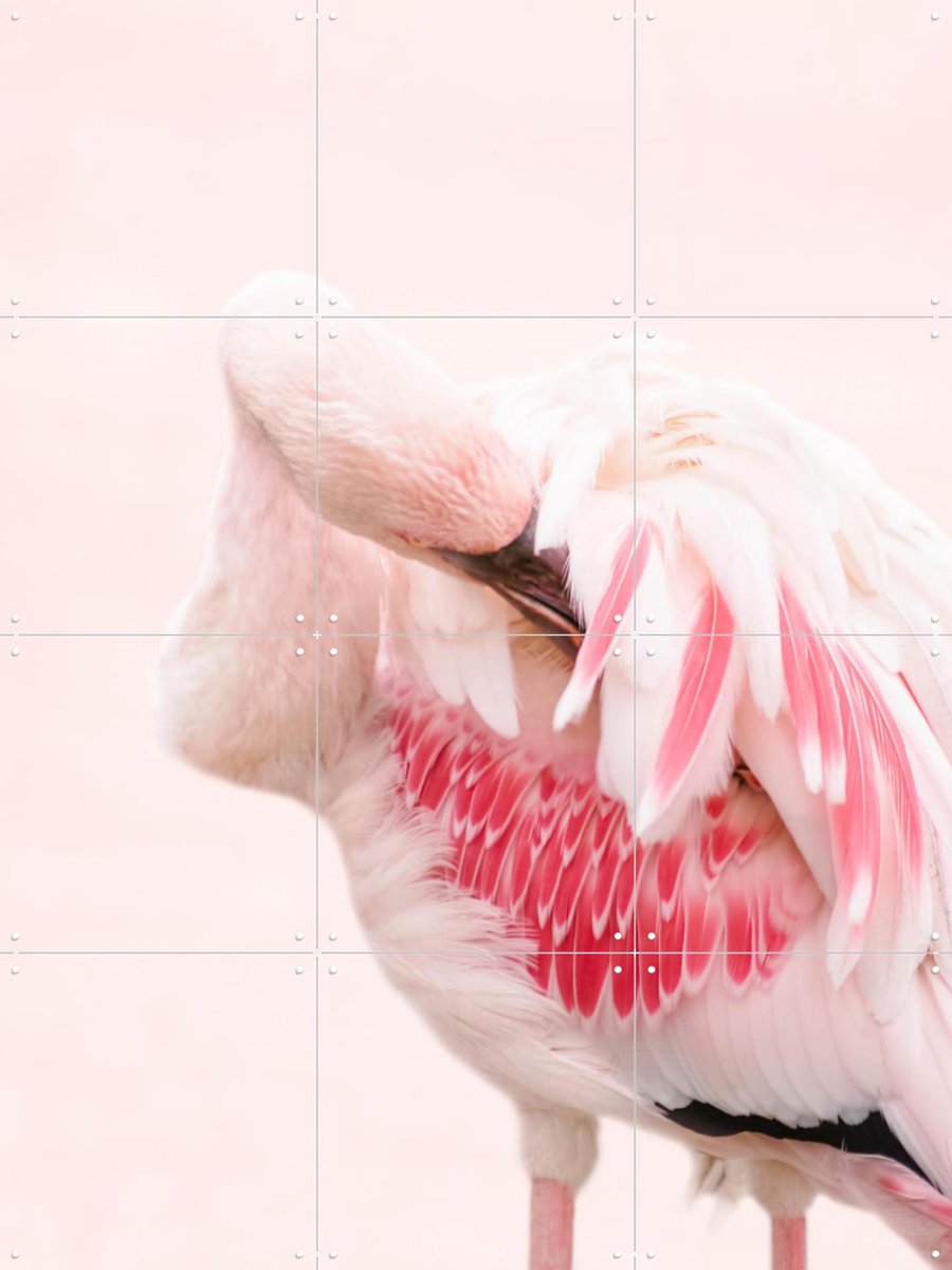 IXXI Pink Flamingo, Ingrid Beddoes - 60 x 80 cm - Gratis ophangtool - Grote wanddecoratie en posters - Fotografie, Kleurrijk, Badkamer, Slaapkamer