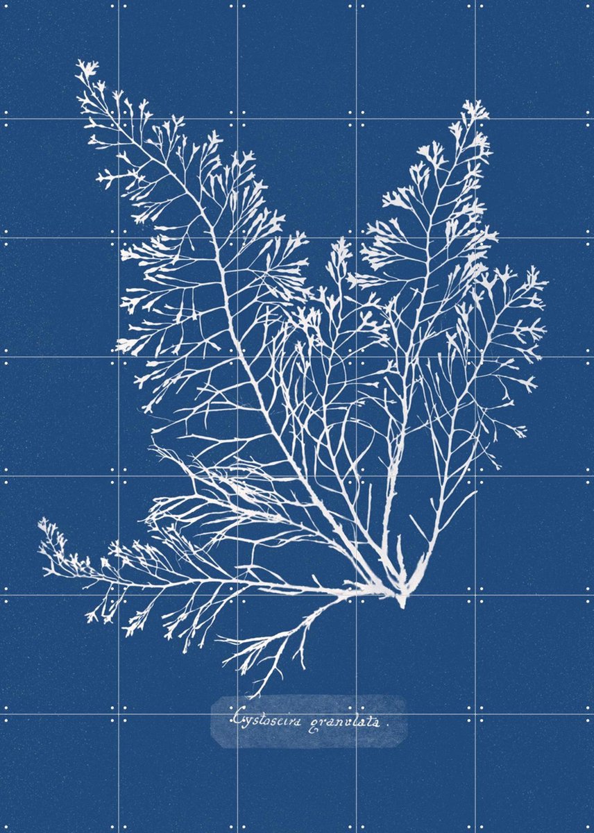 IXXI Cystoseira Granulata Fern, Aster Edition - 100 x 140 cm - Gratis ophangtool - Grote wanddecoratie en posters - Naturalisme, Vintage