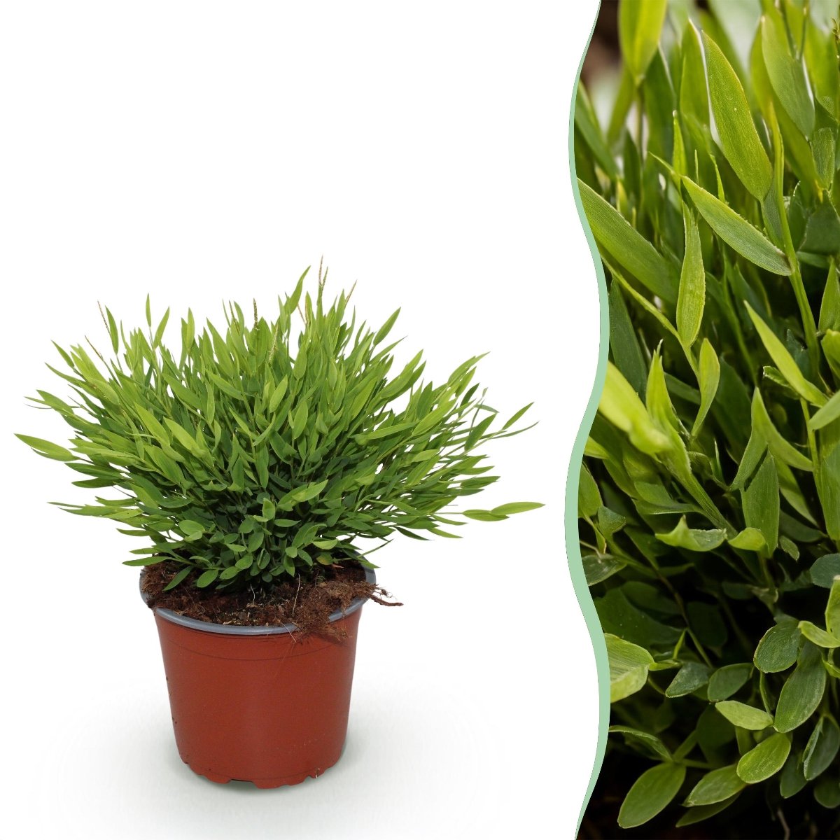 Green boutiQ - Kamerplant - Bamusa Pogonatherum Monica - Bamboegras - Huisdiervriendelijke Plant - Groen - 1 Plant - Pot 12cm - Hoogte 20cm