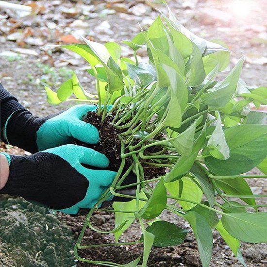 Een paar groene tuinhandschoenen met zwarte manchet wordt gebruikt om een plant uit de grond te halen.