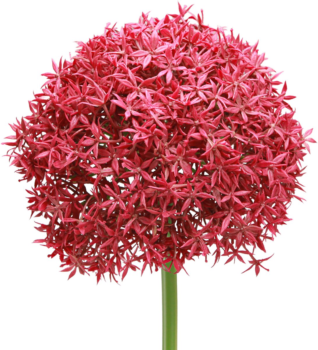 Viana Allium in Bordeaux kunst sierknoflook Ø18cm L90cm Rood