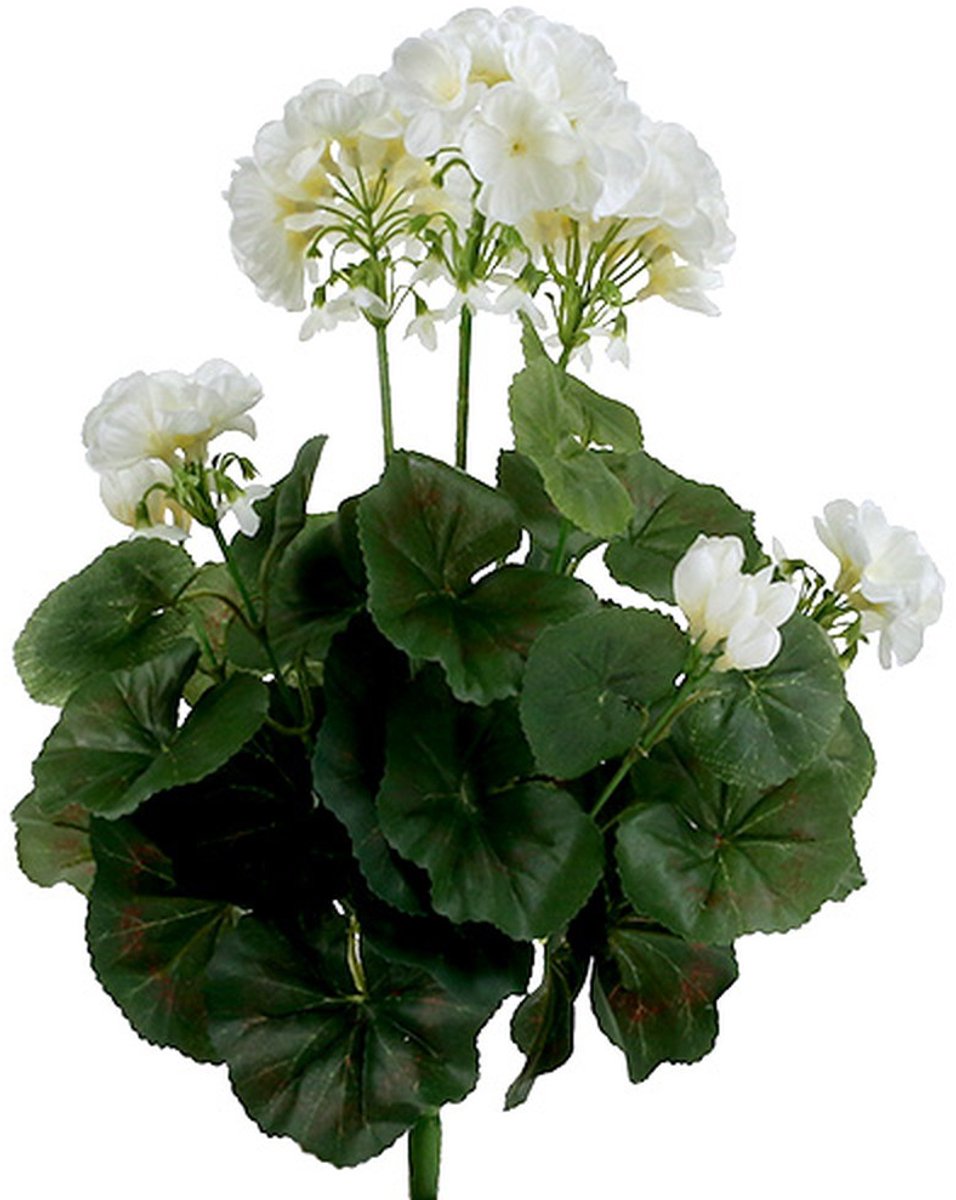 Geraniumstruik wit 38cm