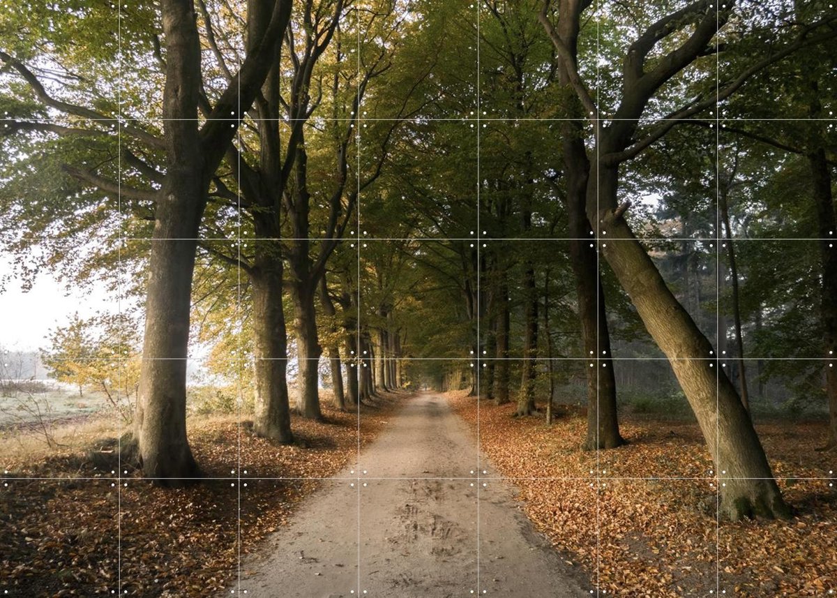 IXXI Autumn Forest Lane, Claire Droppert - 140 x 100 cm - Gratis ophangtool - Grote wanddecoratie en posters - Fotografie, Realisme, Naturalisme